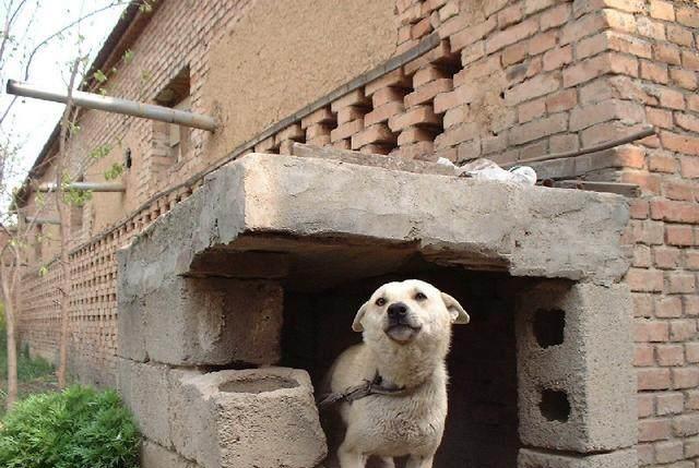 只需把握系統軟件的訓練法，<a href=/ target=_blank class=infotextkey>寵物</a>犬也可以學好看家護院的本事