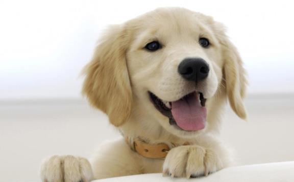 一只討人喜歡聽話的金毛犬怎樣訓練