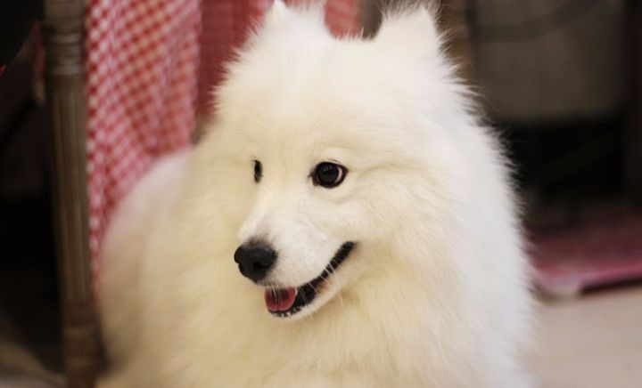 狗狗的護膚小知識