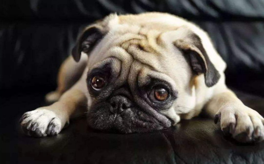 對巴哥犬感興趣的人，請看過來！