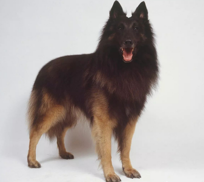 比利時坦比連犬