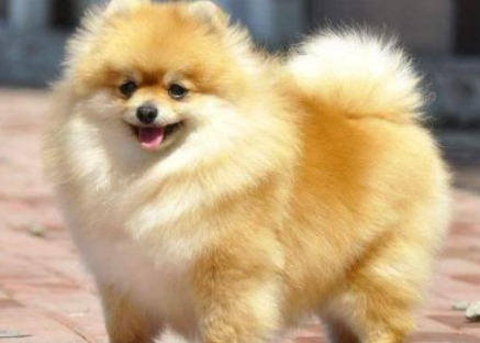 外表萌萌的博美犬，你真的了解嗎？
