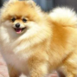 外表萌萌的博美犬，你真的了解嗎？