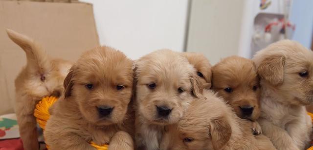 馴服寵物犬學習簡易技能