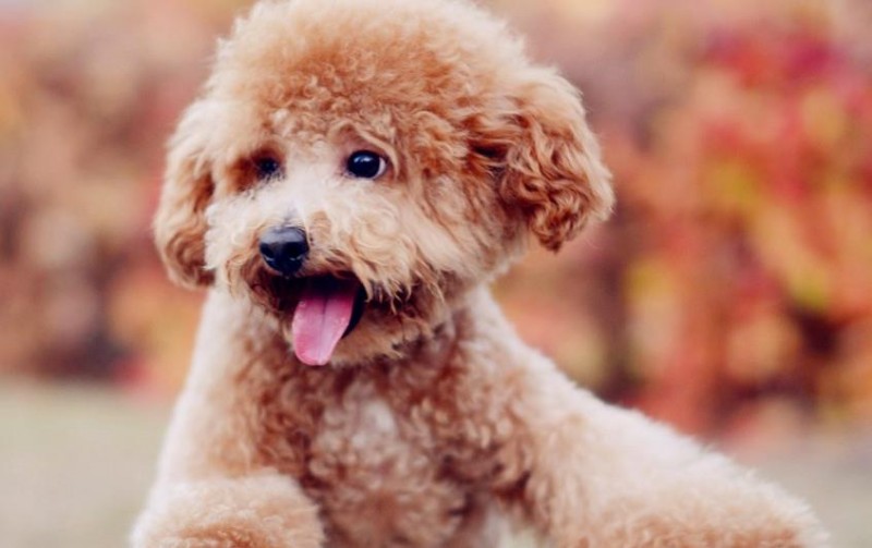 泰迪犬站立該如何訓練？看了以后你能如夢初醒！
