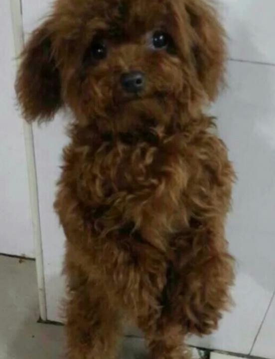 泰迪犬站立該如何訓練？看了以后你能如夢初醒！