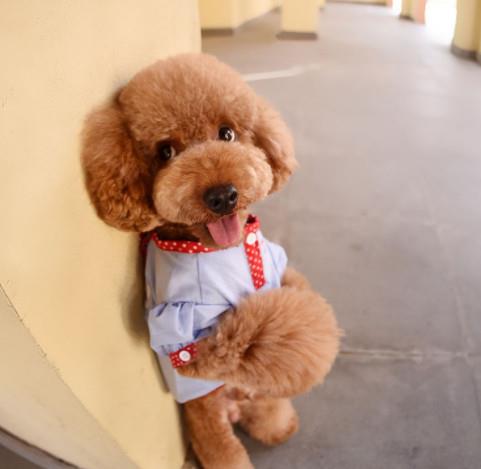 泰迪犬站立該如何訓練？看了以后你能如夢初醒！