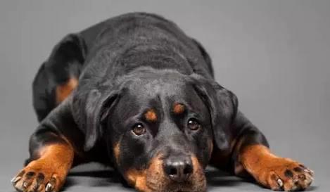 訓練教育羅威納犬友善招呼客人有什么簡易的方式 ？