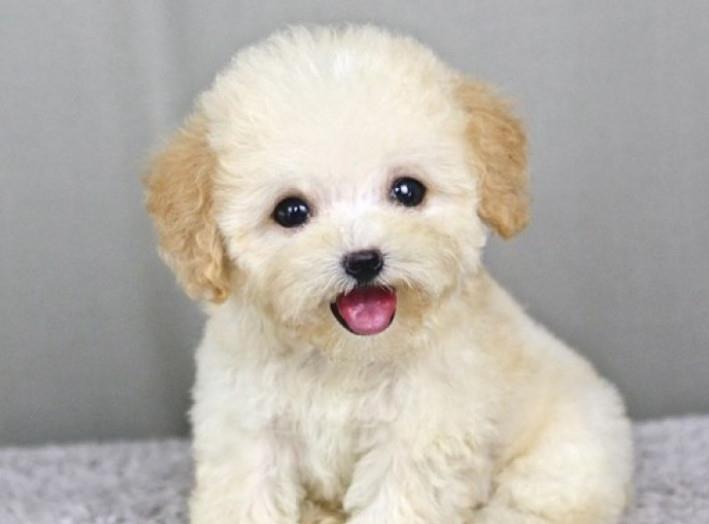 該怎樣教泰迪犬識字？看了以后你能如夢初醒！