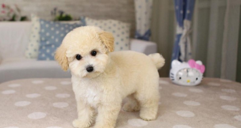 該怎樣教泰迪犬識字？看了以后你能如夢初醒！