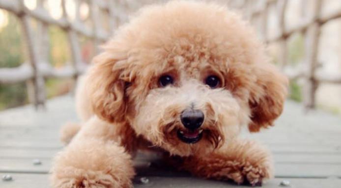 該怎樣教泰迪犬識字？看了以后你能如夢初醒！