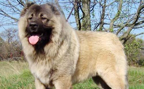 全世界身型較大的猛犬之一高加索犬,如何給它上訓練課