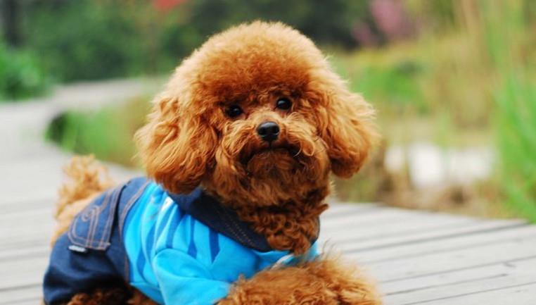 該怎樣教泰迪犬識字？看了以后你能如夢初醒！