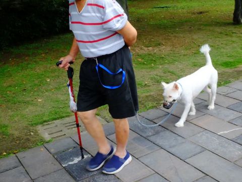 上海一寵物犬路燈旁撒尿觸電死亡，主人索賠5萬元；最新進展