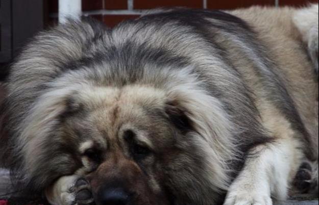 全世界身型較大的猛犬之一高加索犬,如何給它上訓練課
