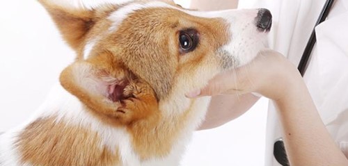 可以做什么協助狗狗？狗狗有粘稠的眼屎多該怎么辦