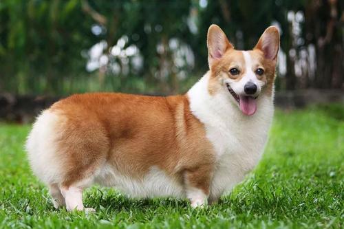 怎樣協助柯基犬渡過月生理期，柯基犬月經好多個月才來一次