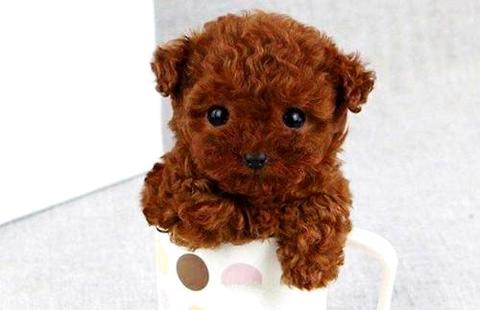 怎樣訓煉泰迪犬聰明?泰迪犬訓練法!