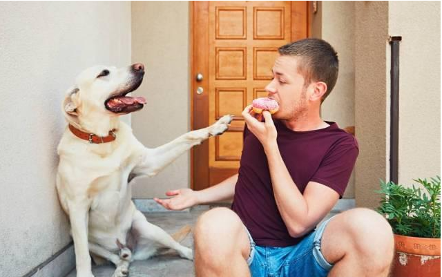 訓練拉布拉多犬聰明，用這幾招就可以了