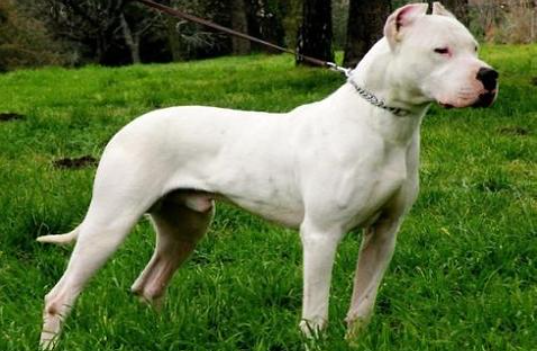 如何訓煉杜高犬?新手訓犬必看!