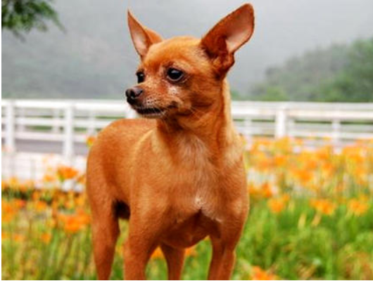 如何訓練小鹿犬打獵呢？