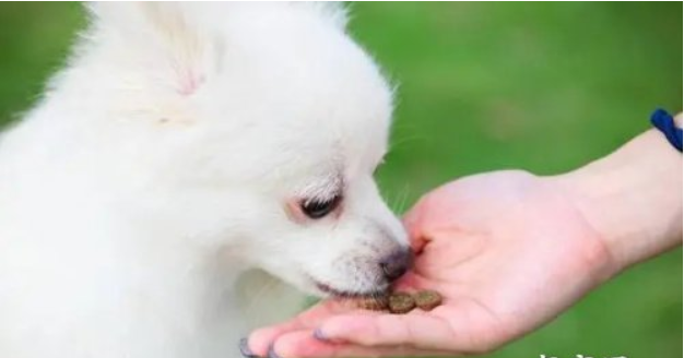狗狗護食能夠打嗎？