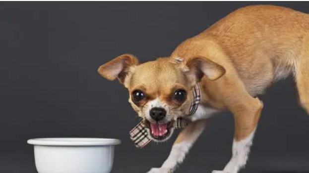 狗狗護食能夠打嗎？