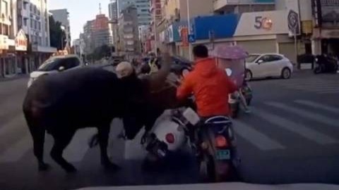 廣西玉林一水牛街頭亂竄致多人受傷 已被擊斃