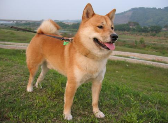 狗狗生理期能夠外出嗎