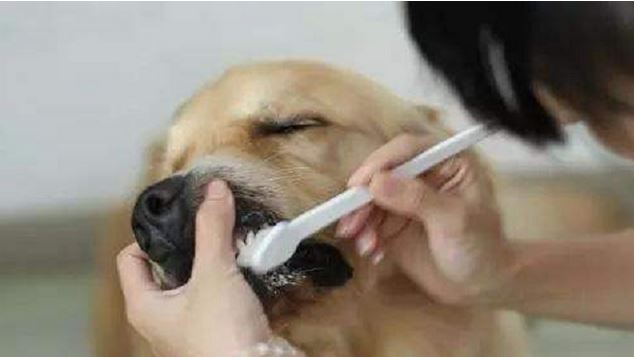 要想狗狗身心健康，學好下邊6個方法，確保狗狗長命