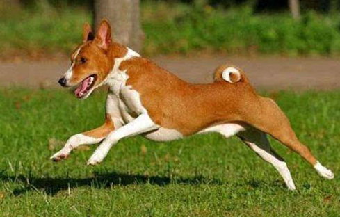 對巴仙吉犬的常見疾病和防治知識還不了解？趕緊來看看吧