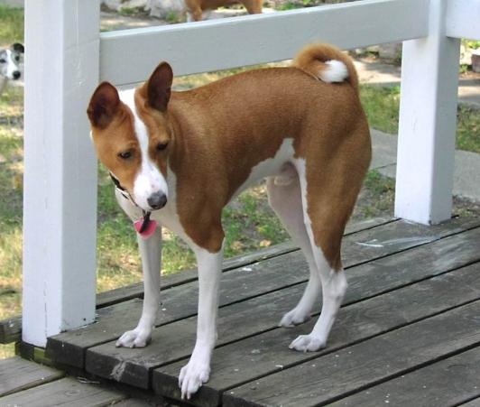 于承諾中永生，盜火者巴仙吉犬的傳說故事