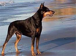 杜賓兇悍度訓練法,使你的杜賓犬忠實認主!