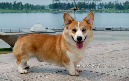 喂養柯基犬必須了解它的5大缺陷