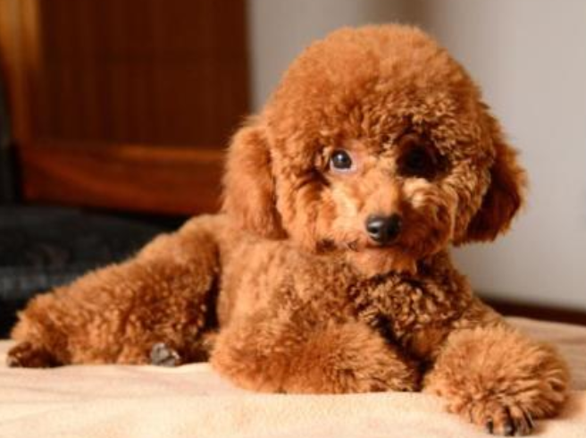 泰迪怎樣驅蟲？小寵醫生教你給泰迪犬驅蟲
