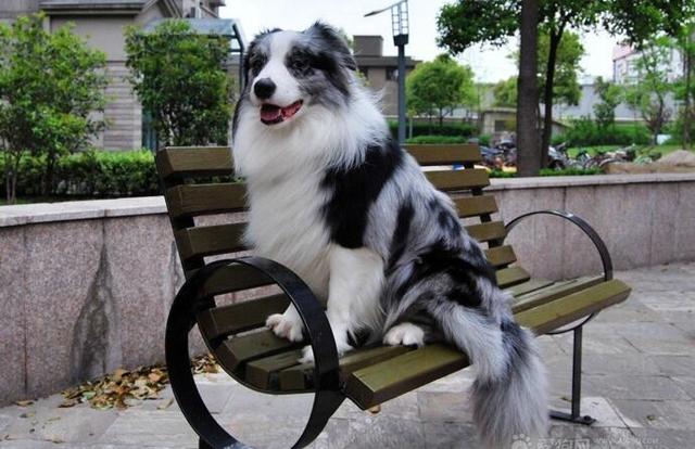 邊境牧羊犬腹瀉吃什么中藥？