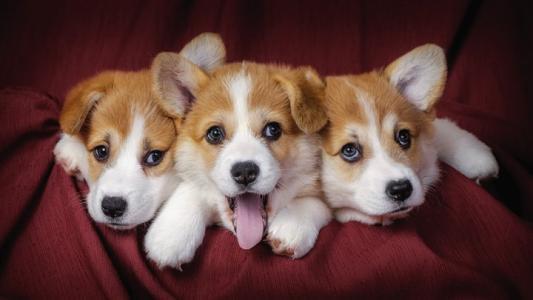 喂養柯基犬必須了解它的5大缺陷