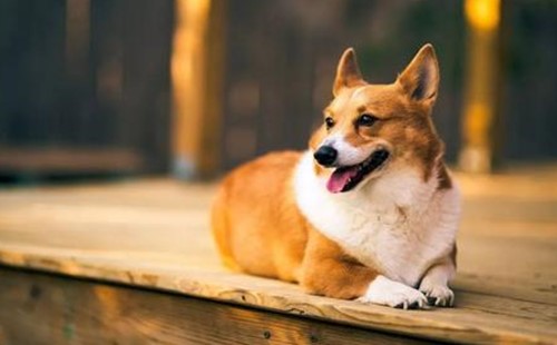 狗狗鼻子不通有膿鼻涕