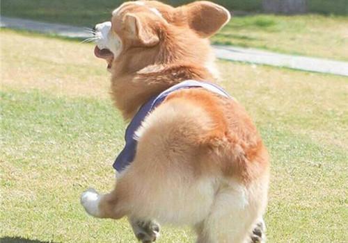 喂養柯基犬必須了解它的5大缺陷