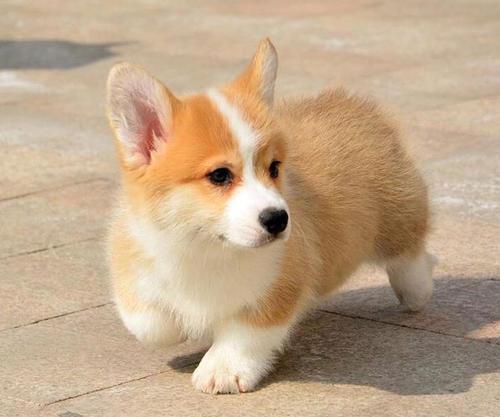 喂養柯基犬必須了解它的5大缺陷