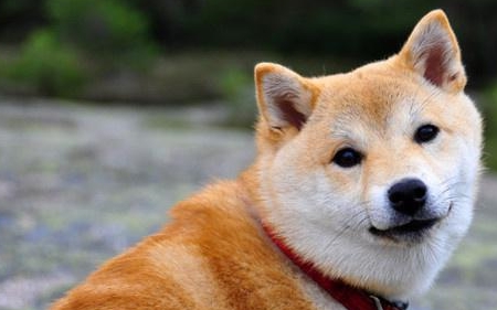 6個月柴犬拉肚子好幾天，柴犬拉肚子幾日嚴重嗎