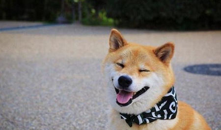 6個月柴犬拉肚子好幾天，柴犬拉肚子幾日嚴重嗎