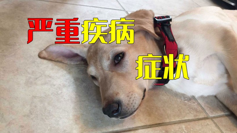 <a href=/zhonglei/gou/ target=_blank class=infotextkey>狗</a>狗身患比較嚴重病癥時的幾類癥狀表現，務必要尤其高度重視