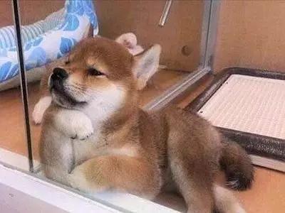 狗狗不會聊天但也會表述要求，看一下這七個個人行為，寵主都知道嗎