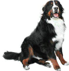 專家教你如何訓練瑞士伯恩山犬