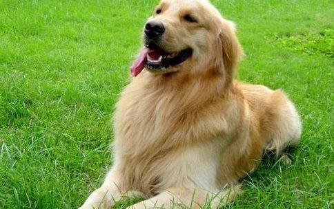 狗狗腿瘸能夠長回嗎