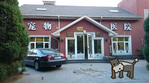 狗狗拉稀像奶油奶酪也有惡臭味