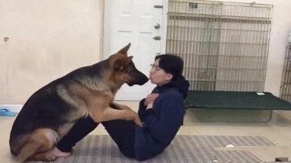 女主人讓德牧幫助做仰臥起坐，那么乖的狗狗，如何訓煉出去的？