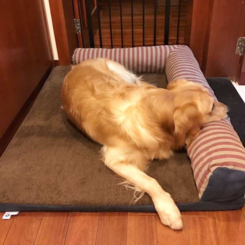 狗狗拉稀像奶油奶酪也有惡臭味