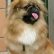 延遲犬訓練時間的條件